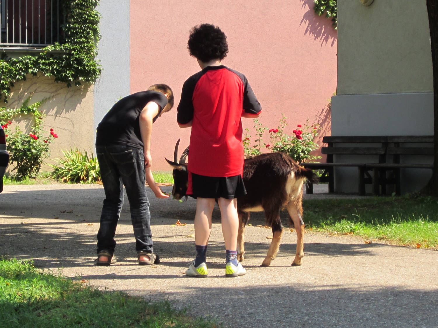 Tiergestützte Therapie